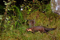 Pine marten (Martes martes) foraging near a live trap, pre-baited but not yet set in coniferous woodland, during a reintroduction project to Wales run by the Vincent Wildlife Trust, Scottish Highlands...