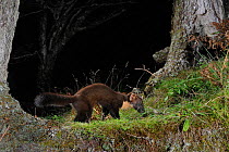 Pine marten (Martes martes) foraging at night in mixed coniferous and birch woodland in the area where live traps were set for a reintroduction project to Wales by the Vincent Wildlife Trust, Scottish...