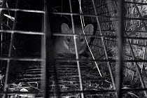 Pine marten (Martes martes) caught in a live trap at night in Scottish woodland for a reintroduction project to Wales run by the Vincent Wildlife Trust, Highland region, Scotland, September 2016. Shot...