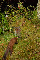 Pine marten (Martes martes) visiting a live trap, pre-baited but not yet set in coniferous woodland, during a reintroduction project to Wales run by the Vincent Wildlife Trust, Scottish Highlands, Sep...