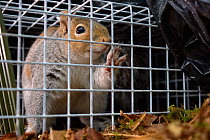 Grey Squirrel (Sciurus carolinensis) caught in a live capture trap set to monitor the squirrel population in the area where their predators, Pine martens (Martes martes) have been reintroduced by the...