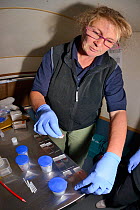 Veterinarian Alexandra Tomlinson prepares Pine marten (Martes martes) blood samples on microscope slides from animals trapped in Scottish woodland during a reintroduction project to Wales run by the V...