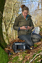 Catherine McNicol logging the GPS position of a live capture trap she has set for Grey Squirrels (Sciurus carolinensis) to monitor their population in the area where their predators, Pine martens (Mar...