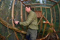 David Bavin positioning a trailcam to record the activity of a Pine marten (Martes martes) inside a soft release cage during a reintroduction project by the Vincent Wildlife Trust, Cambrian Mountains,...