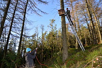 David Bavin up a ladder as Josie Bridges hauls up a wooden den box on a rope pulley to be attached to a pine tree for use by Pine martens (Martes martes) reintroduced to Wales by the Vincent Wildlife...