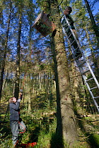 David Bavin at the top of a ladder as Josie Bridges hauls up a wooden den box on a rope pulley to be attached to a pine tree for use by Pine martens (Martes martes) reintroduced to Wales by the Vincen...
