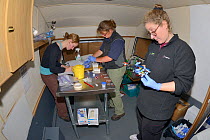 Dr. Jenny Macpherson prepares a radiocollar for a Pine marten (Martes martes) in a mobile vet clinic as veterinarian Alexandra Tomlinson packages up blood samples and Lizzie Croose records data, durin...