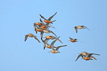 Bar-tailed Godwits (Limosa lapponica) during migration, Yalu Jiang, China. April.