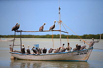 Adult Brown pelicans (Pelecanus occidentalis) perched on boat, waiting for fisherman to return with their catch in a small harbor. Yucatan, Mexico. February.
