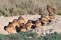 Burrowing Owl (Athene cunicularia) nestlings standing outside their nest burrow in sagebrush country. Idaho. July.