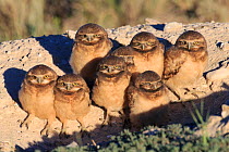 Burrowing Owl (Athene cunicularia) nestlings standing outside their nest burrow in sagebrush country. Idaho. July.