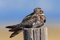 Common Nighthawk (Chordeiles minor). Central Idaho. June.