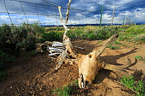 Pronghorn (Antilocapra americana) skeleton caught in a sheep fence. Both antelope, which jump poorly, and deer commonly get their legs caught in livestock fences leading to a slow suffering death. Obs...