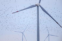 Kentish plover (Charadrius alexandrinus) flying around wind turbines. These wind turbines pose another obstacle to migratory shorebirds in the Yellow Sea. Rudong, China. October.