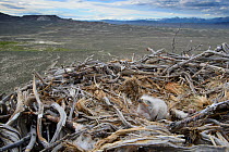 Ferruginous Hawk (Buteo regalis) nest with chick. Sublette County, Wyoming, USA. June.