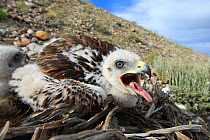 Ferruginous Hawk (Buteo regalis) nest with chicks. Sublette County, Wyoming, USA. June.