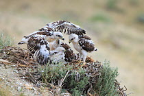 Ferruginous Hawk (Buteo regalis) nest with chicks. Sublette County, Wyoming. USA June.