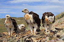 Ferruginous Hawk (Buteo regalis) nest with chicks. Sublette County, Wyoming. June.