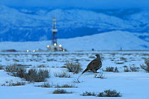 Greater sage-grouse  (Centrocercus urophasianus) and fracking rig. Pinedale Mesa. Sublette County, Wyoming. March.