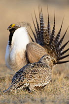 Female Greater Sage-Grouse (Centrocercus urophasianus) visiting a lek of displaying males. Sublette County, Wyoming. April.