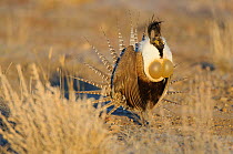 Gunnison sage-grouse (Centrocercus minimus) male displaying at a lek. Gunnison County, Colorado. April.