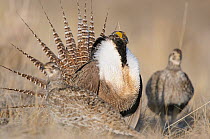 Gunnison sage-grouse (Centrocercus minimus) male displaying to a female at lek. Gunnison County, Colorado. April.