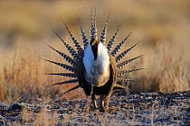 Gunnison sage-grouse (Centrocercus minimus) male displaying at a lek. Gunnison County, Colorado. April.