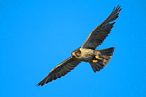 Gyrfalcon (Falco rusticolus) in flight against blue sky,  Seward Peninsula, Alaska, USA, June.