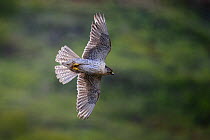 Gyrfalcon (Falco rusticolus) in flight, Seward Peninsula, Alaska, USA. June.