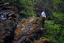 Gyrfalcon (Falco rusticolus) perched on rock, Seward Peninsula, Alaska. June.