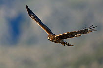 Female Northern Harrier (Circus cyaneus) in flight. Sublette County, Wyoming, USA. May.