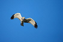 Male Northern Harrier (Circus cyaneus) in flight. Sublette County, Wyoming, USA. May.