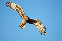 Female Northern Harrier (Circus cyaneus) in flight. Sublette County, Wyoming, USA. May.