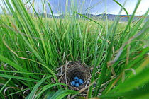 Red-winged Blackbird (Agelaius phoeniceus) nest and eggs. Sublette County, Wyoming. June.