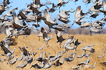Sandhill Cranes (Grus canadensis) feeding in agricultural fiields during migration. Central Nebraska, USA. March.