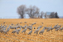 Sandhill Cranes (Grus canadensis) feeding in agricultural fiields during migration. Central Nebraska, USA, March.
