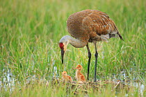 Sandhill Crane (Grus canadensis) with two newly hatched chicks on a nest in a flooded pasture. Adult cranes actively teach or show their chicks food items to consume. Sublette County, Wyoming. May.