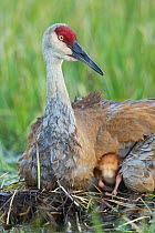 Sandhill crane ( Grus canadensis) with two newly hatched chicks on a nest in a flooded pasture. Adult cranes actively teach or show their chicks food items to consume. Sublette County, Wyoming. May.