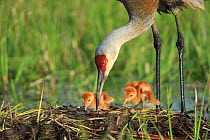 Sandhill Crane ( Grus canadensis) tending  two newly hatched chicks in  nest in a flooded pasture. Adult cranes actively teach or show their chicks food items to consume. Sublette County, Wyoming. May...