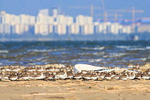 Shorebird flock consisting of juvenile Dunlin Calidris alpina and Red-necked stints (Calidris ruficollis) on their first migration south. Busan, South Korea. October.