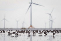 Huge installations of offshore wind turbines pose another obstacle to migratory shorebirds like these Dunlin (Calidris alpina) in the Yellow Sea. Rudong, China. October.