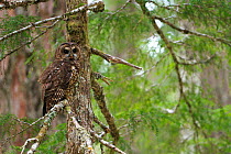 Spotted Owl (Strix occidentalis) in temperate rainforest,  Willamette National Forest, Oregon. June.