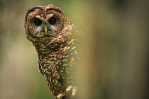 Spotted Owl (Strix occidentalis). Willamette National Forest, Oregon. June.