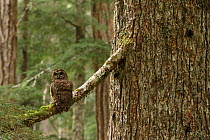 Spotted Owl (Strix occidentalis) on tree branch, Willamette National Forest, Oregon. June.