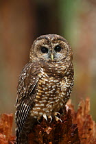 Spotted Owl (Strix occidentalis). Willamette National Forest, Oregon. June.