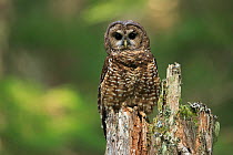 Spotted owl (Strix occidentalis). Willamette National Forest, Oregon. June.