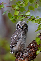 Fledgling Northern Hawk Owl (Surnia ulula). Finland. June.