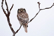 Northern Hawk Owl (Surnia ulula). Varanger, Norway. June.
