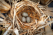 Yellow-headed blackbird (Xanthocephalus xanthocephalus) nest and eggs. Sublette County, Wyoming. June.
