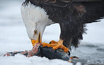 Bald eagle (Haliaeetus leucocephalus) feeding on spawning chum salmon. Southeast Alaska. December.